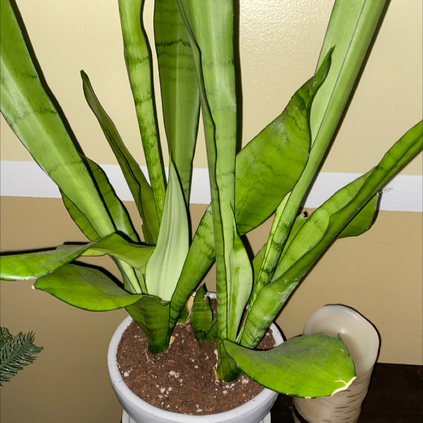 Snake Plant plant photo by @calilaurel named SILLLVAAAAA on Greg, the plant care app.