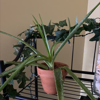Aloe Vera plant in Davie, Florida