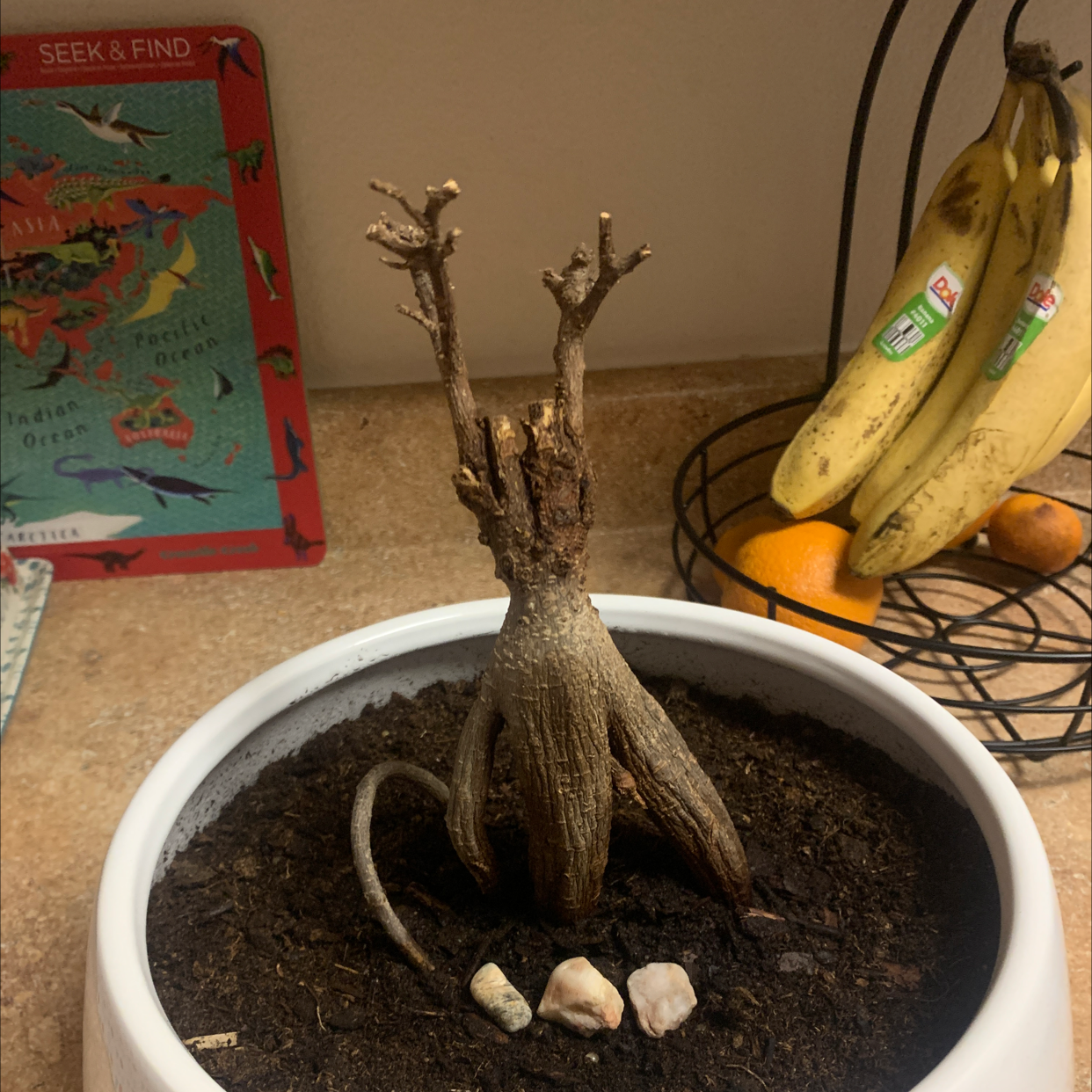 Ficus Ginseng plant photo by @mostdevonately named Felix on Greg, the plant care app.