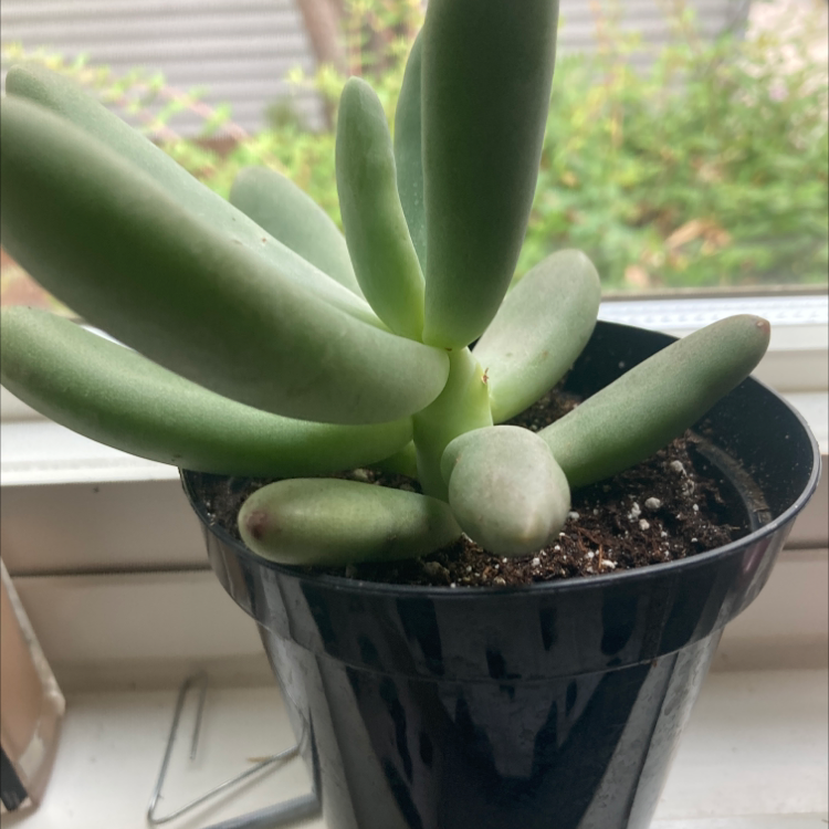 Pachysedum 'Ganzhou' succulent in a black pot on a windowsill, appearing healthy.