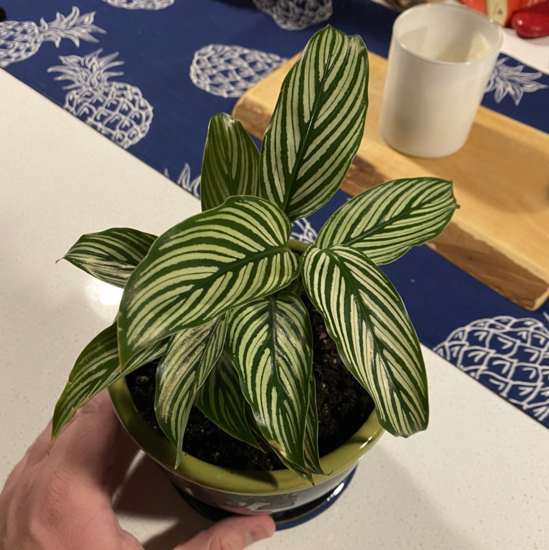 Calathea Vittata plant with white and green striped leaves in a pot, held by a hand.