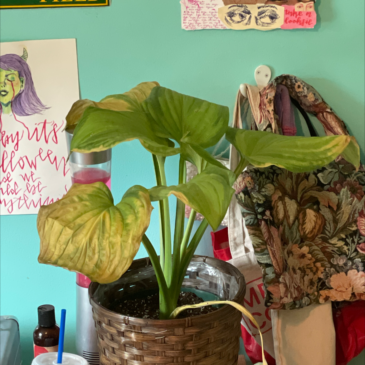 Photo of the plant species Hosta 'Sum and Substance' by Sydney named hosta on Greg, the plant care app