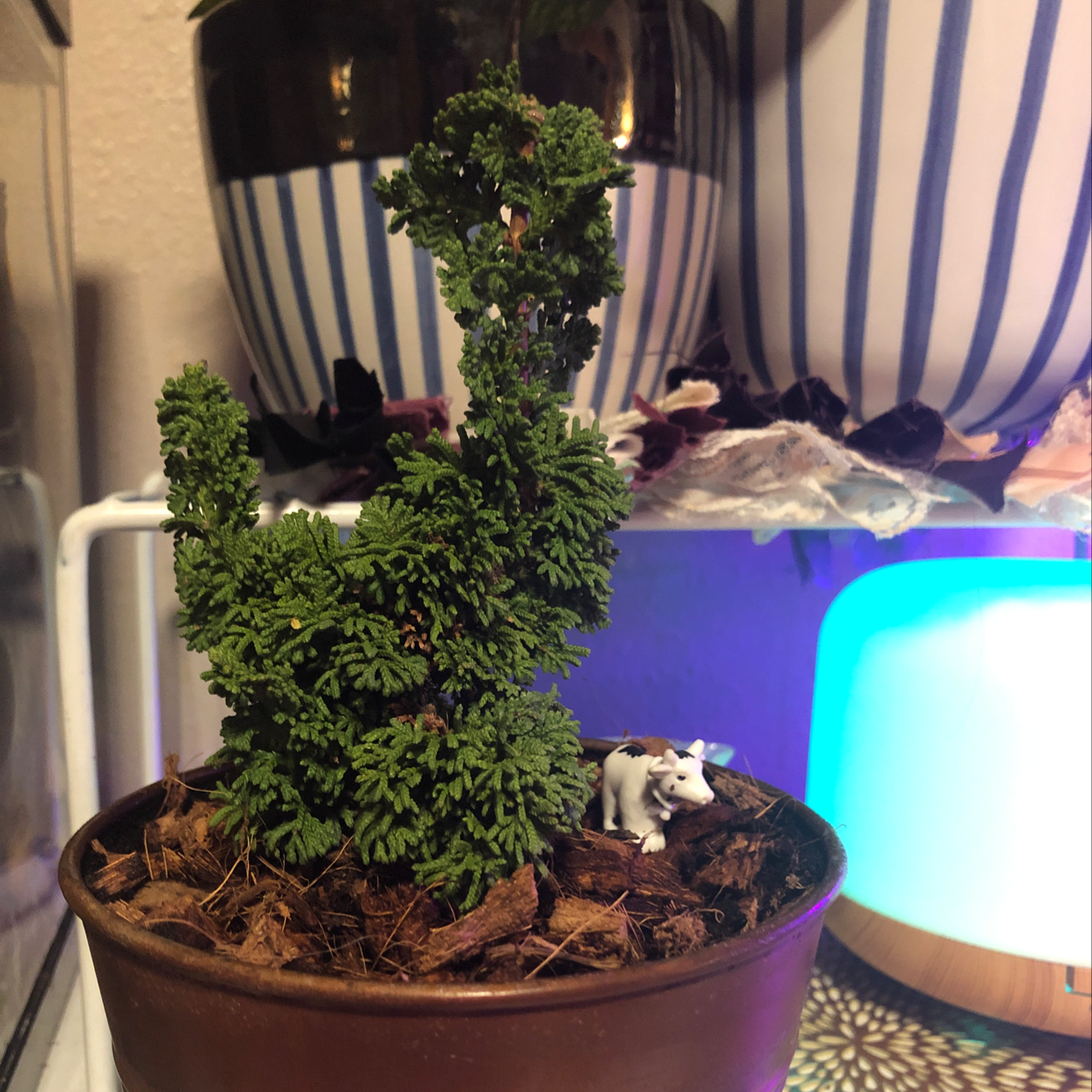 Potted Emerald Green Arborvitae plant with a small decorative figure in the pot.