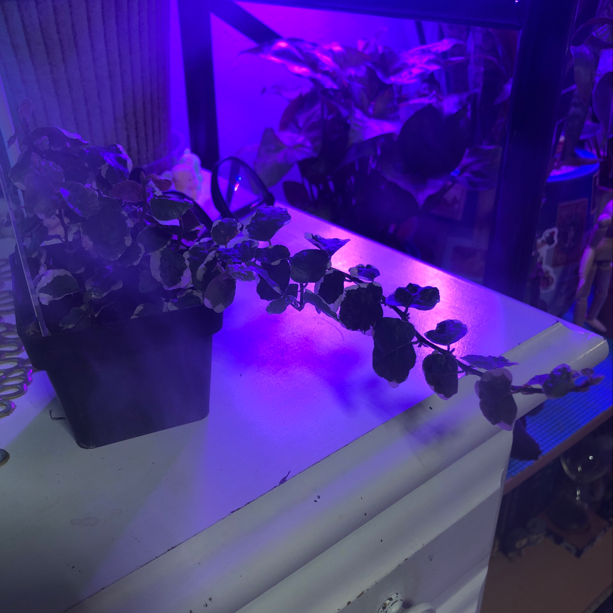 Several small potted peperomia plants with round green leaves growing under purple LED grow lights indoors.