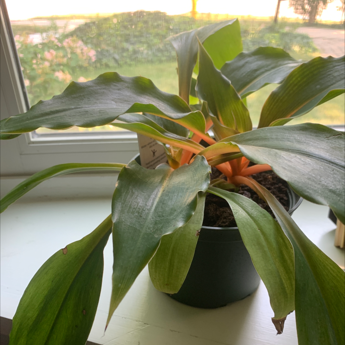 Photo of the plant species Green Orange Spider Plant by @aillasplants named Chaeyoung on Greg, the plant care app