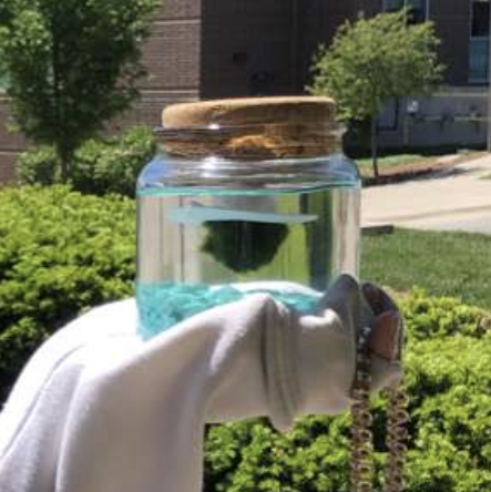 Marimo plant photo by @teganspants named Max on Greg, the plant care app.