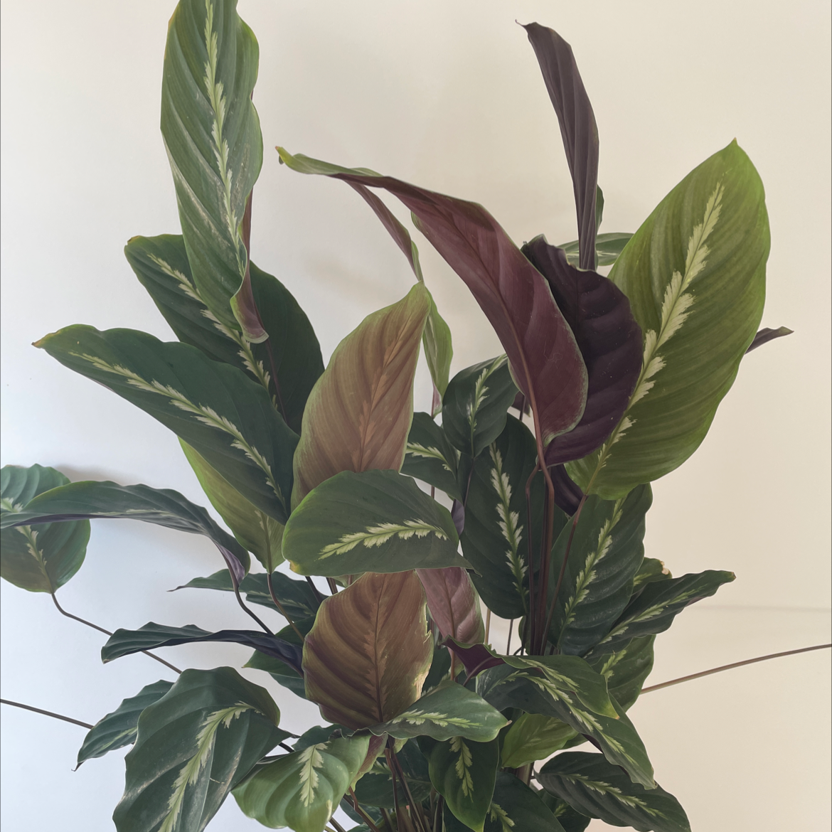 Prayer Plant 'Maui Queen' with green leaves and slight browning.