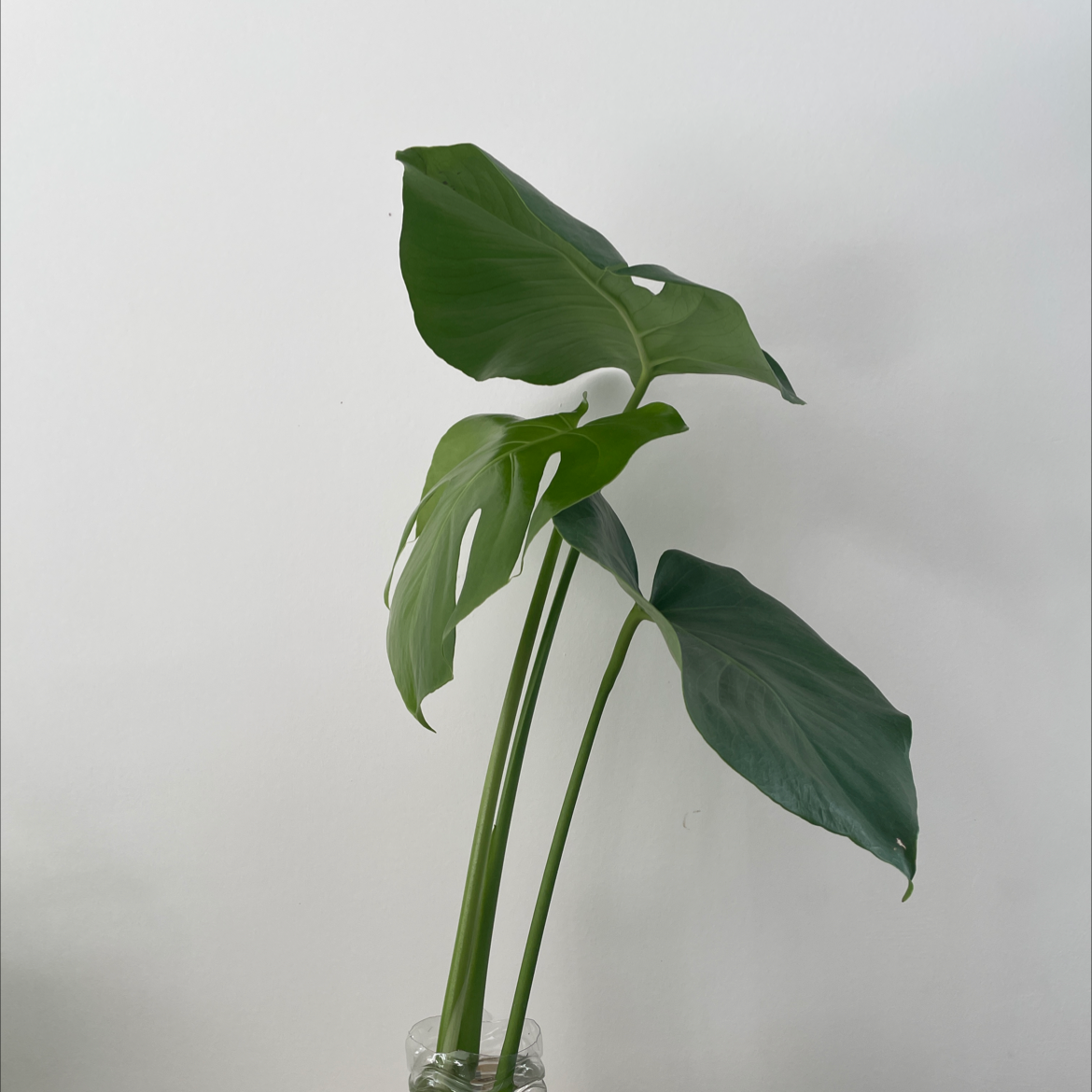 Monstera plant photo by @eleanortheflorist named Monstera Propagation 1 on Greg, the plant care app.