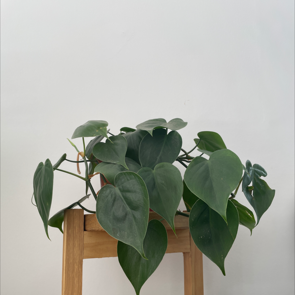 Philodendron Scandens plant photo by @eleanortheflorist named Pothos on Greg, the plant care app.