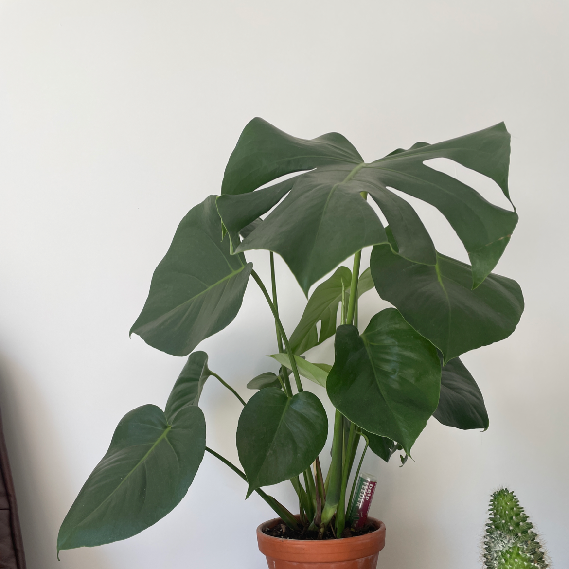 Monstera plant photo by @eleanortheflorist named Monstera 1 on Greg, the plant care app.