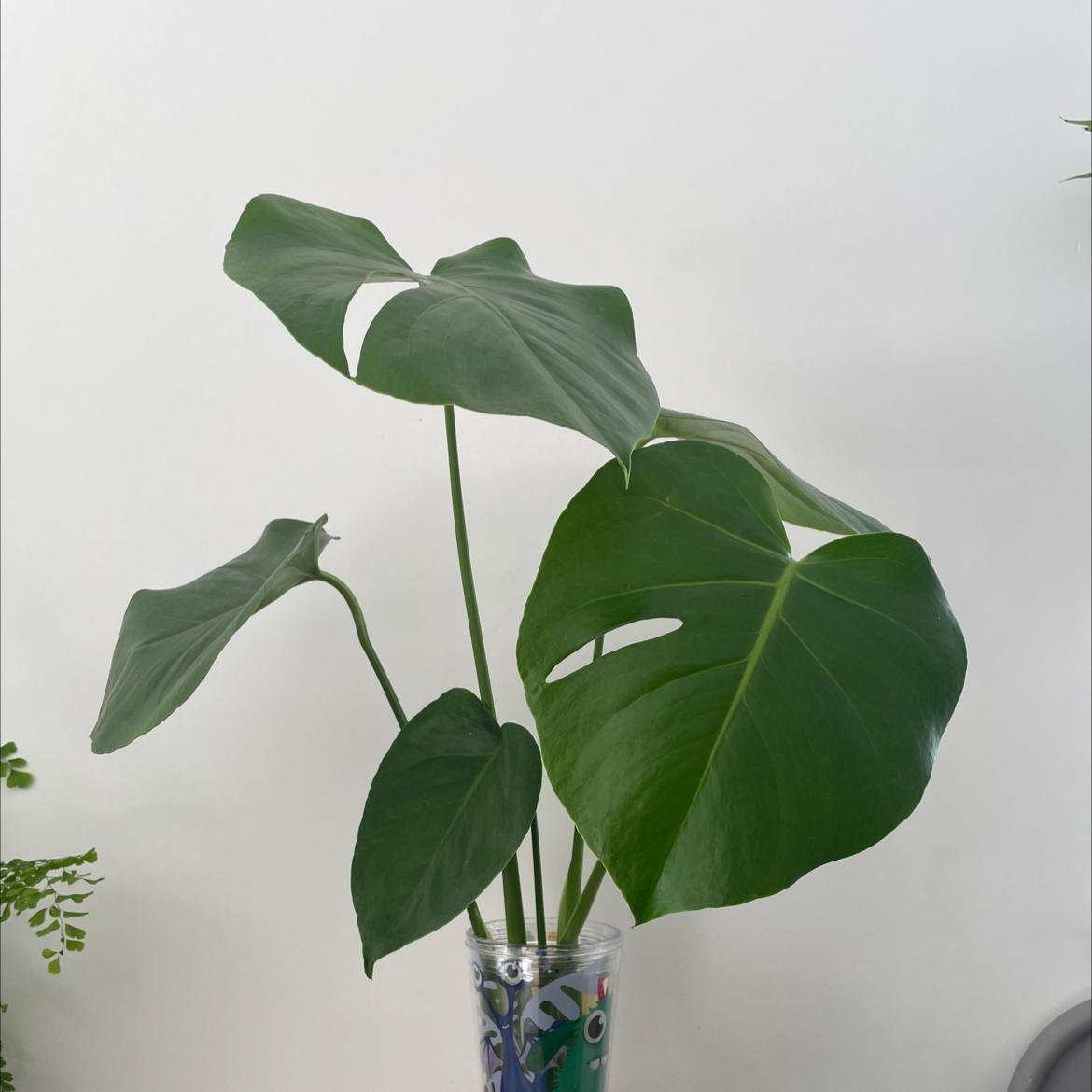 Monstera plant photo by @eleanortheflorist named Monstera Proagation 2&3 on Greg, the plant care app.