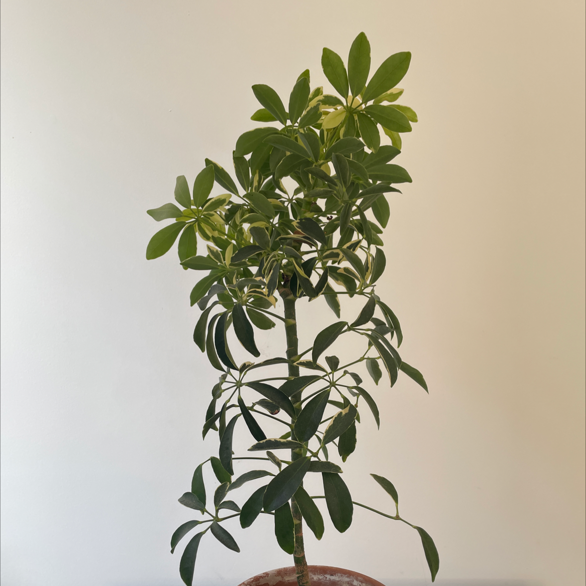 Dwarf Umbrella Tree plant photo by @eleanortheflorist named Umbrella Plant on Greg, the plant care app.