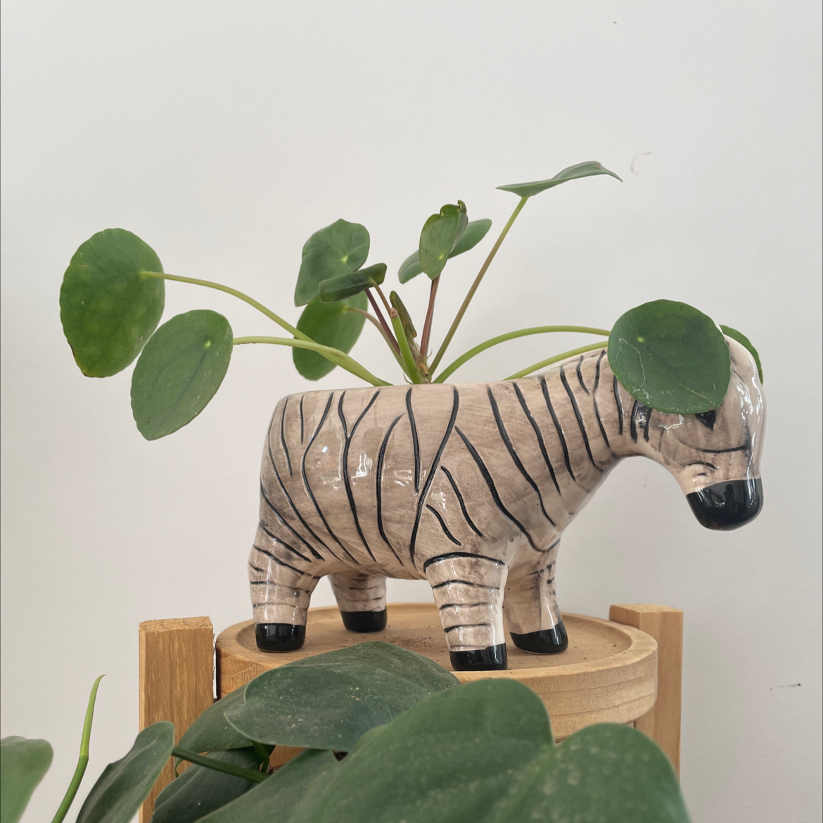 Chinese Money Plant plant photo by @eleanortheflorist named Small Pilea on Greg, the plant care app.
