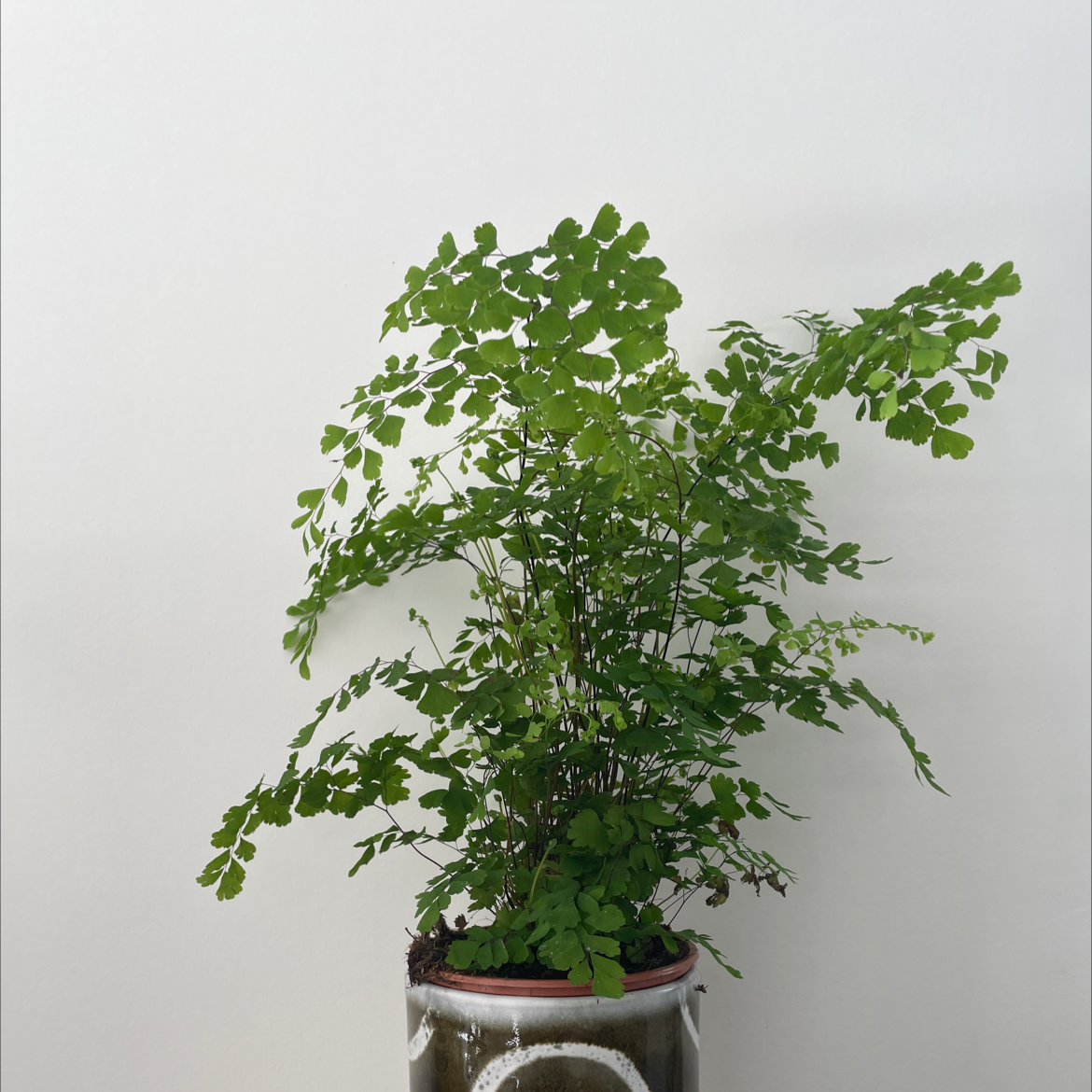 Maidenhair Fern plant photo by @eleanortheflorist named Maidenhead Fern on Greg, the plant care app.