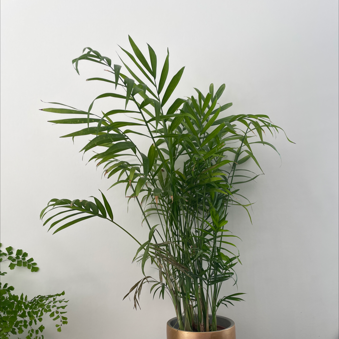 Parlour Palm plant photo by @eleanortheflorist named Living room window palm on Greg, the plant care app.