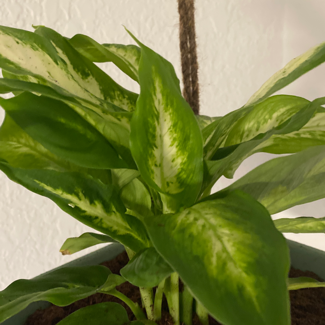 Dieffenbachia 'Camille' plant with vibrant green and white variegated leaves.