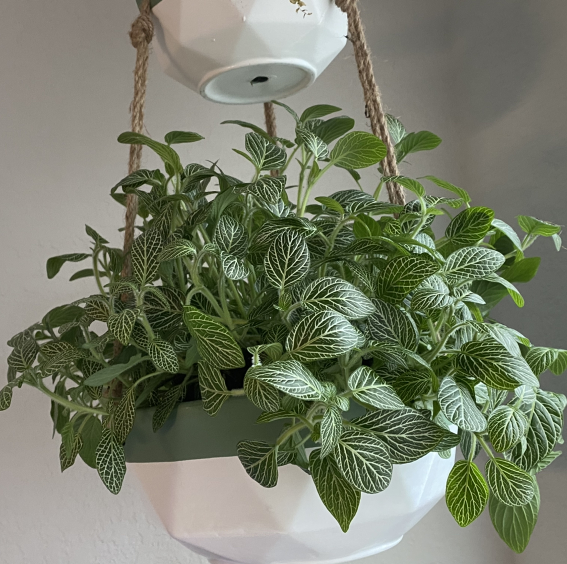 White Anne Nerve Plant plant photo by @kierstenshay named White Anne on Greg, the plant care app.