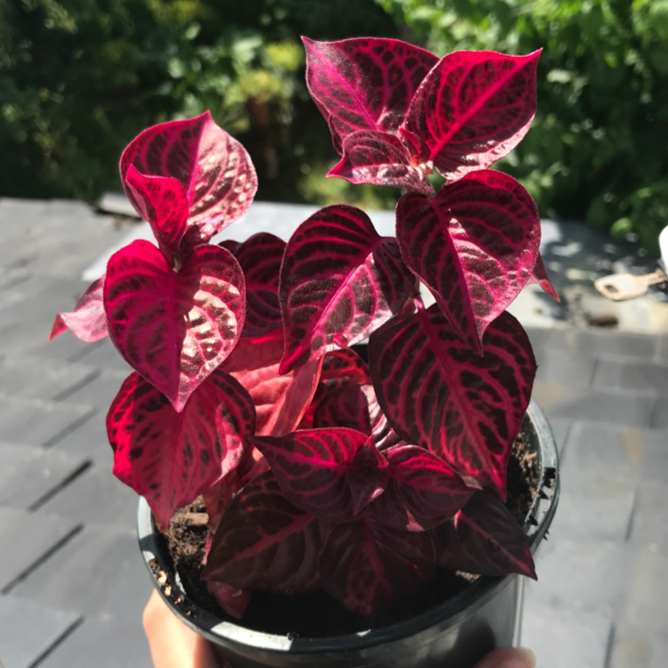 Photo of the plant species Herbst's Bloodleaf by Zoë named Aristotle on Greg, the plant care app