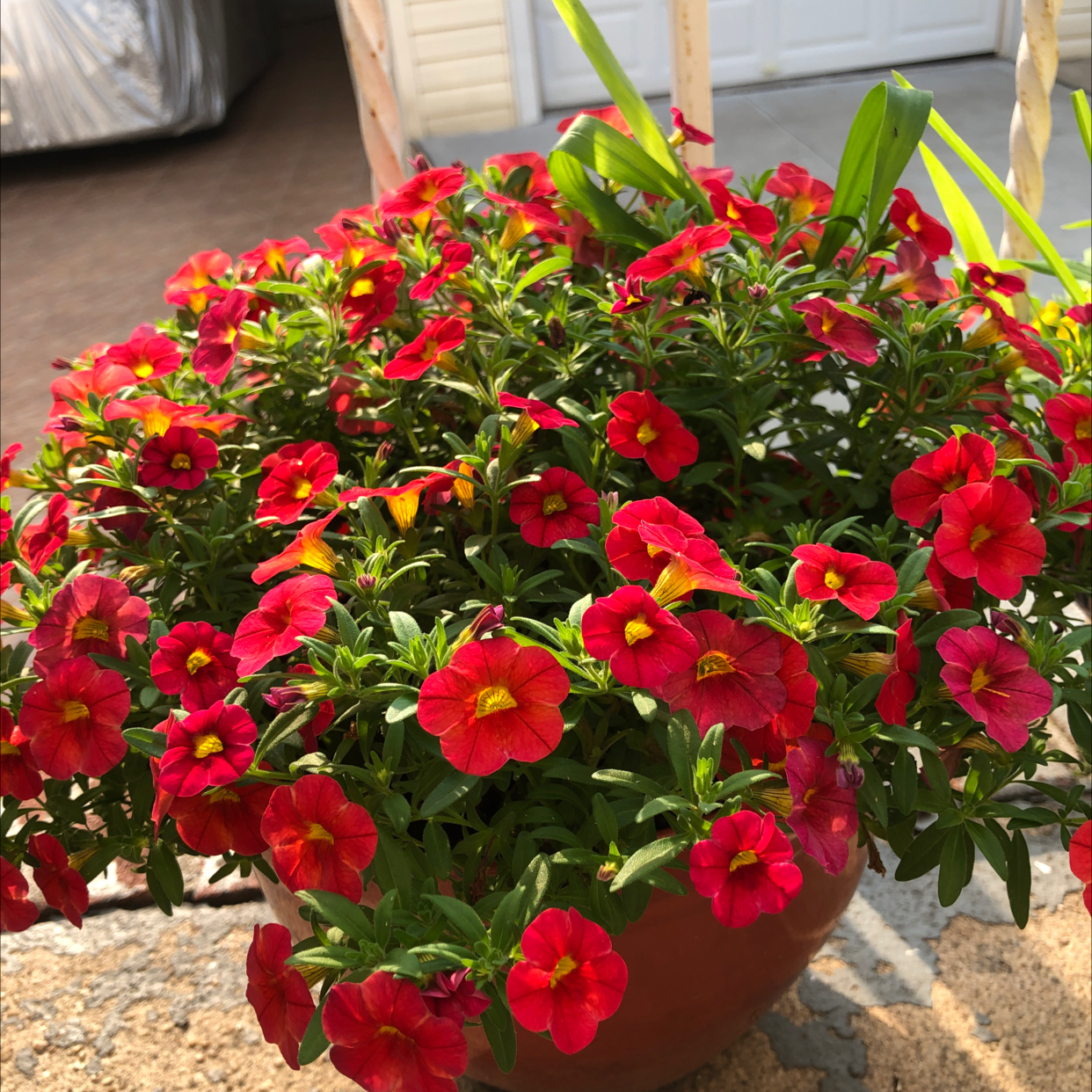 Million Bells plant photo by Nicole named Your plant on Greg, the plant care app.