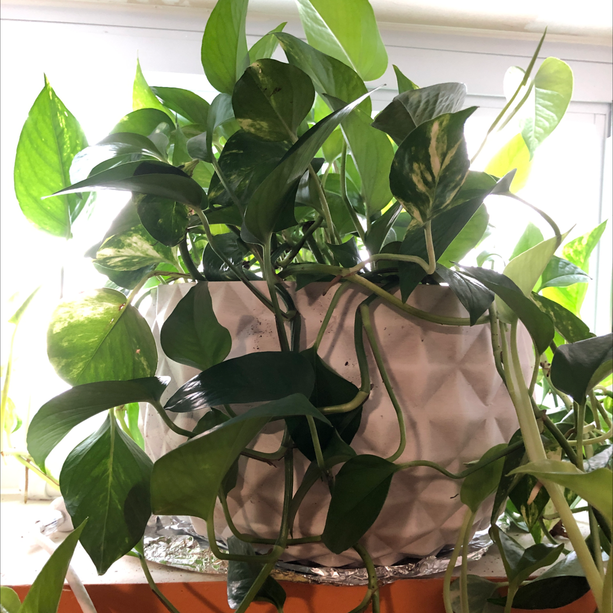 Taro Vine plant photo by Nicole named Your plant on Greg, the plant care app.