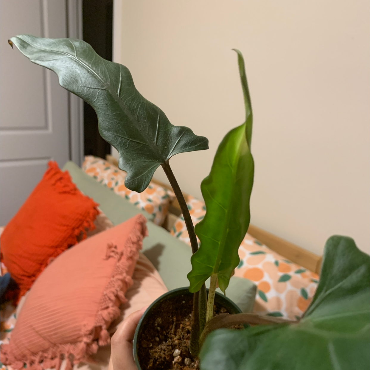 Potted Purple Sword plant with elongated, wavy leaves, held by a hand.