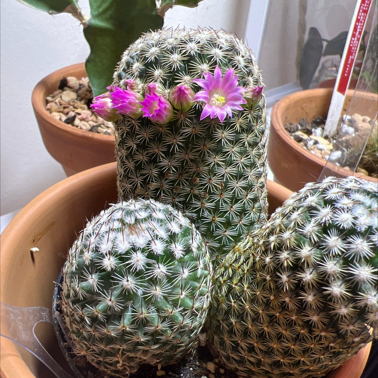 Photo of the plant species Mammillaria Haageana by @plantma named Becky on Greg, the plant care app