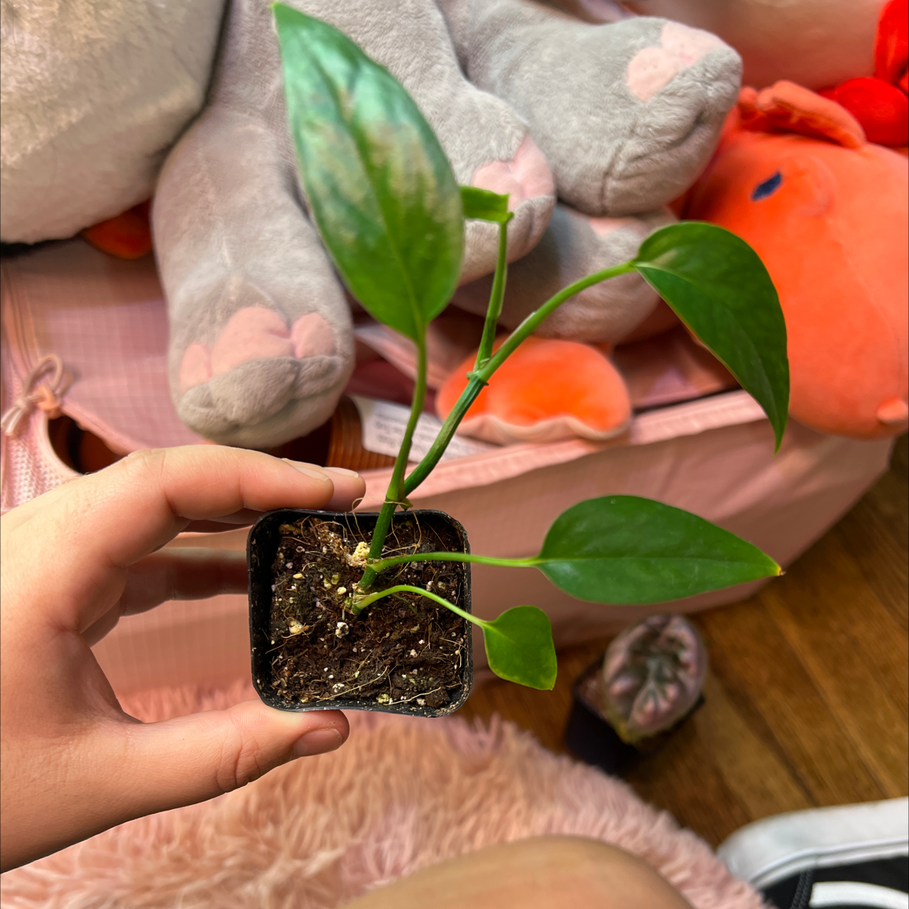 Photo of the plant species Albo Epipremnum Pinnatum by @plantma named Epifanio on Greg, the plant care app