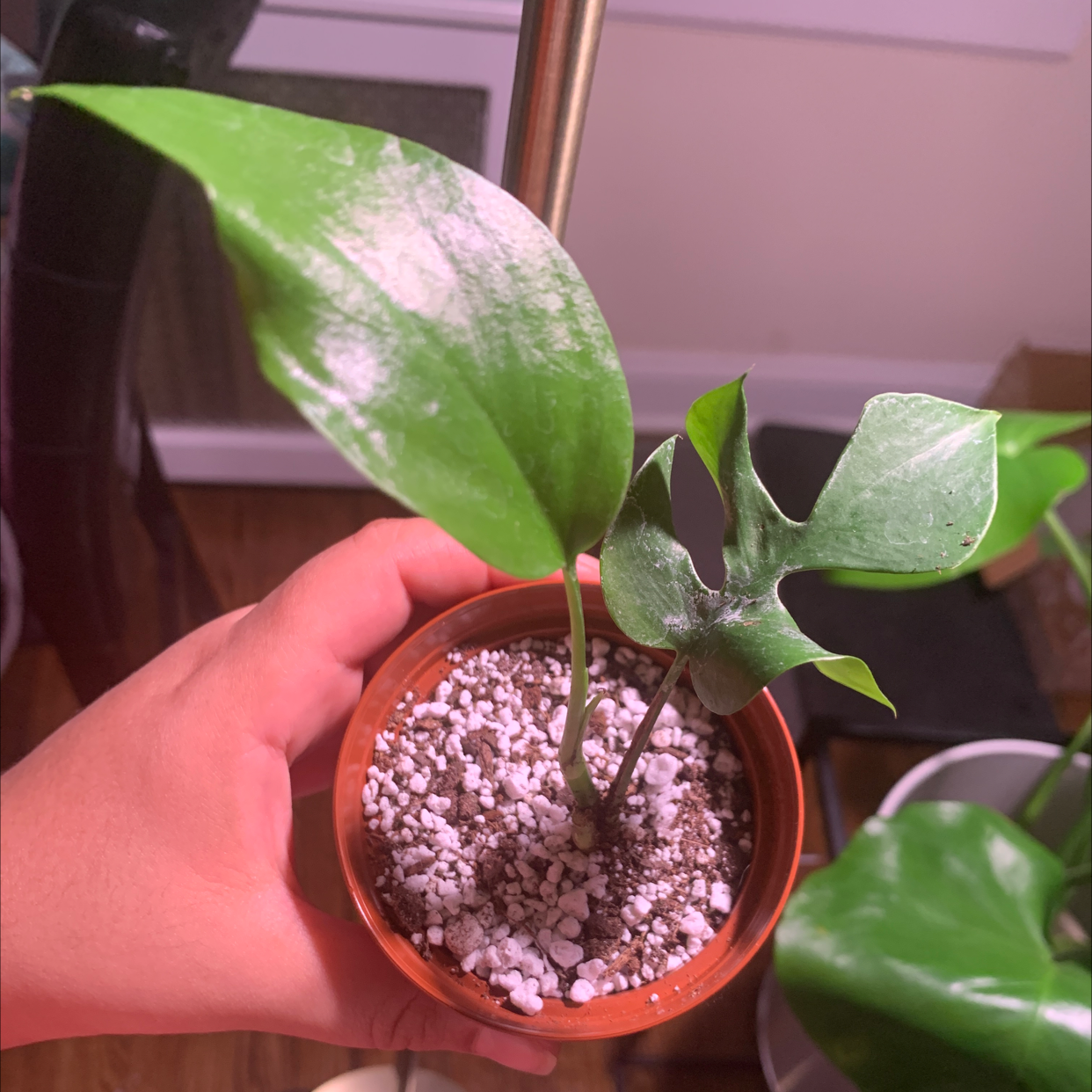 Photo of the plant species Rhaphidophora foraminifera by @plantma named Casper on Greg, the plant care app