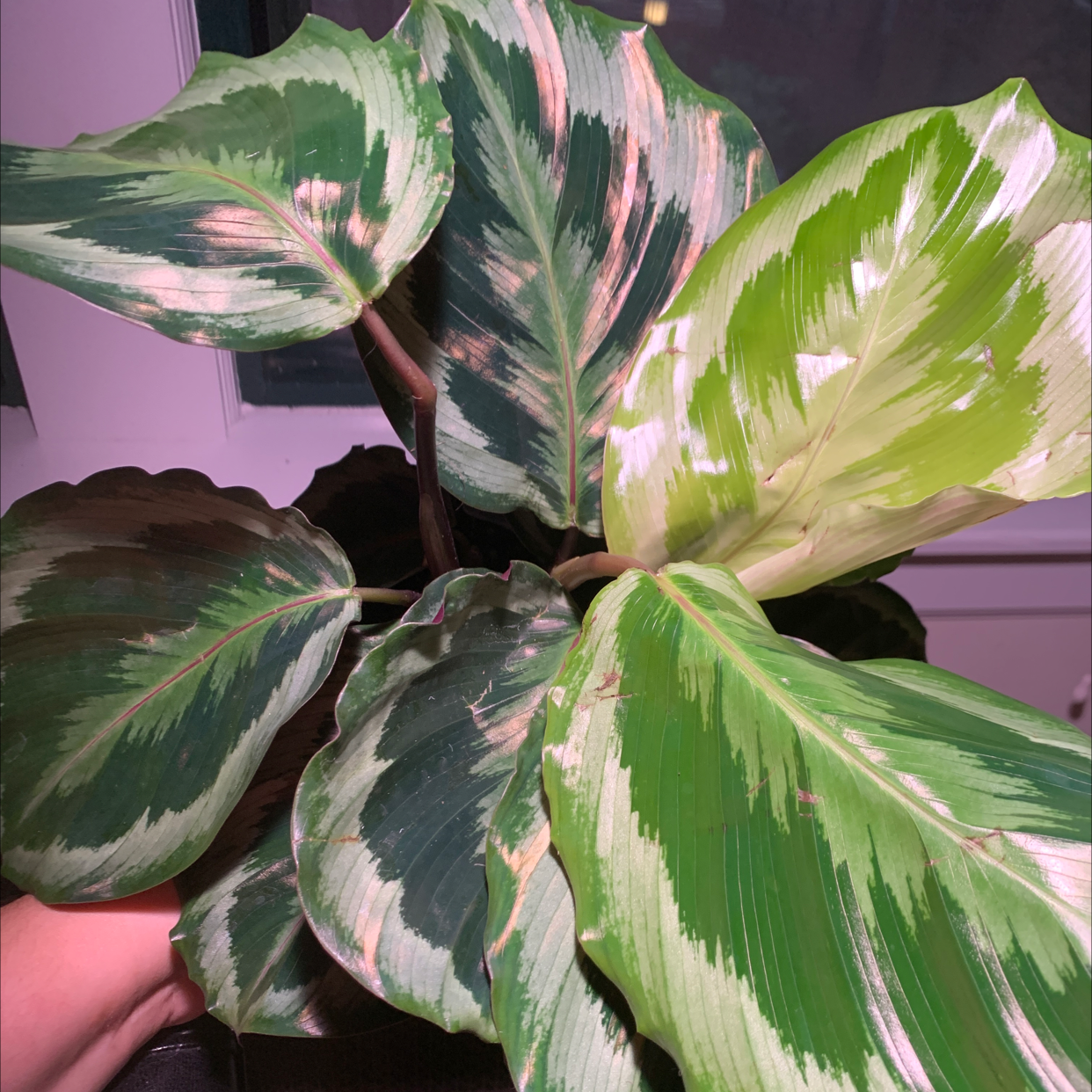 Calathea 'Medallion' plant with variegated leaves, hand holding one leaf.