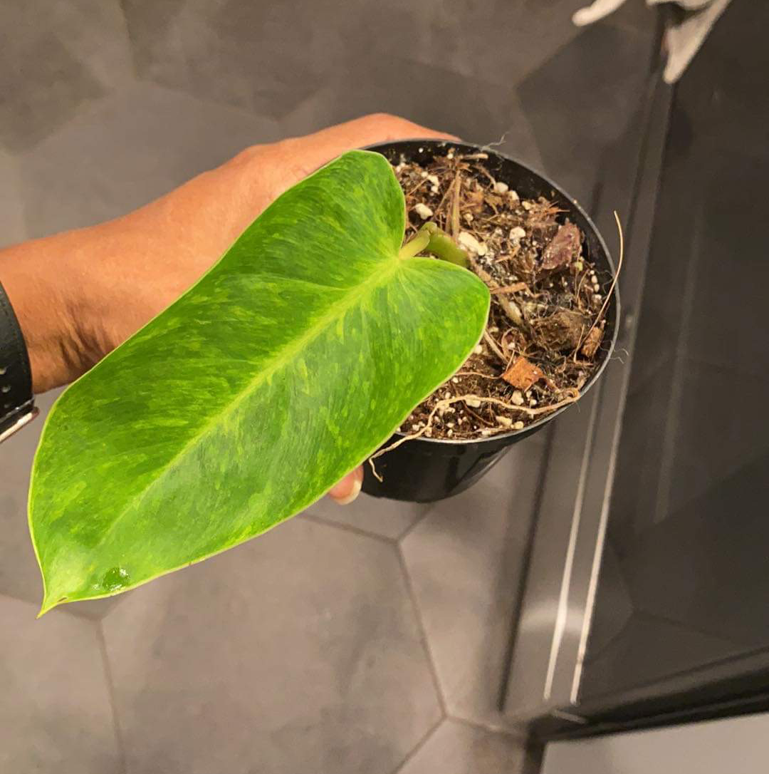 Philodendron 'Painted Lady' plant in a small pot held by a hand, with visible soil.
