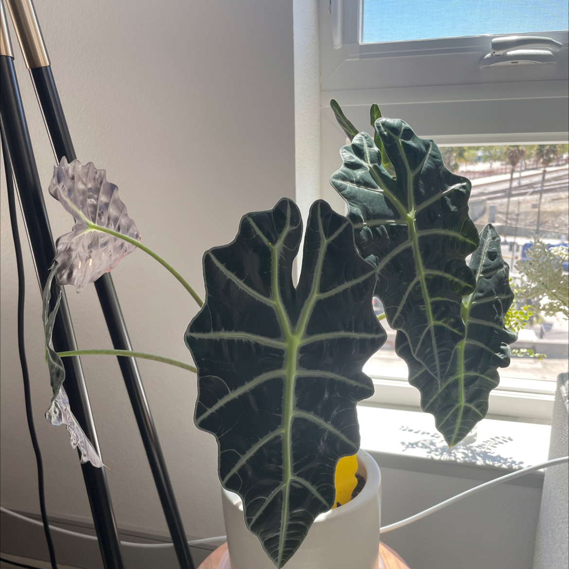 Green Velvet Alocasia plant with large, dark green leaves and white veins near a window.