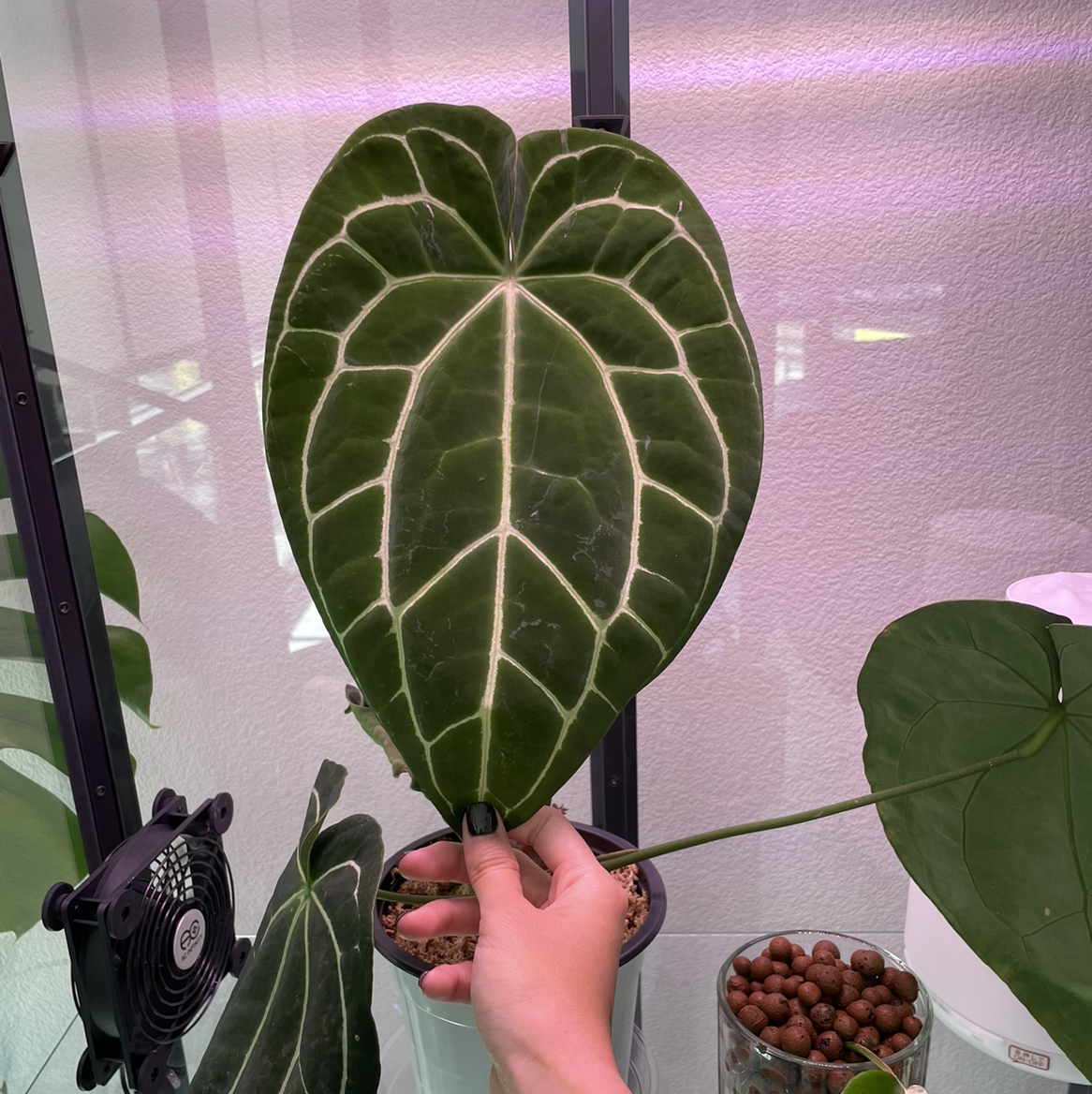 Crystal Anthurium plant with a prominent, healthy leaf held by a hand.