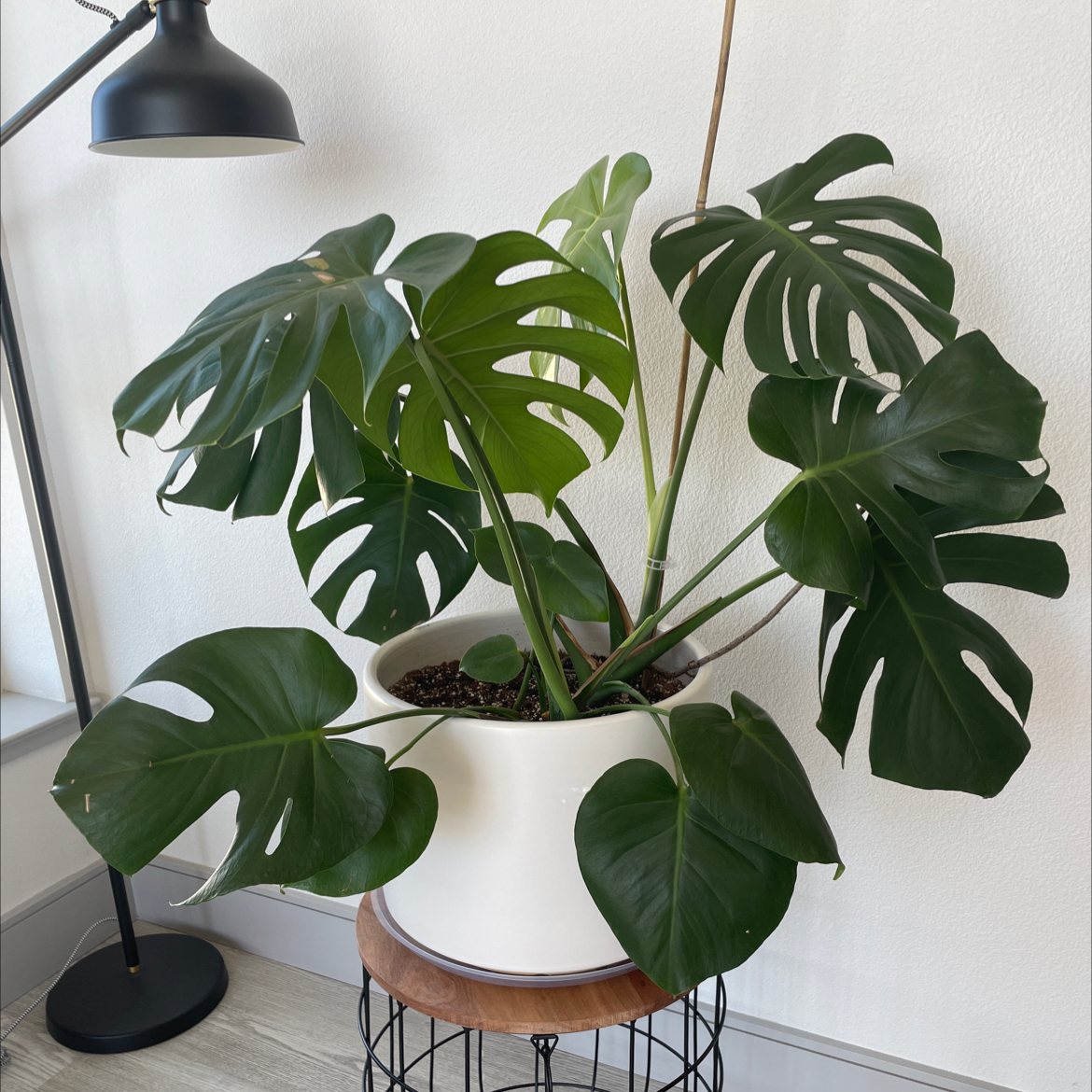 Photo of the plant species Monstera by @elliet named Monica on Greg, the plant care app