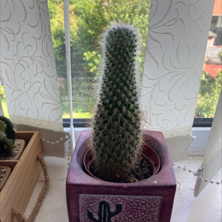 Saguaro plant photo by Chloe named Mr Prickles on Greg, the plant care app.