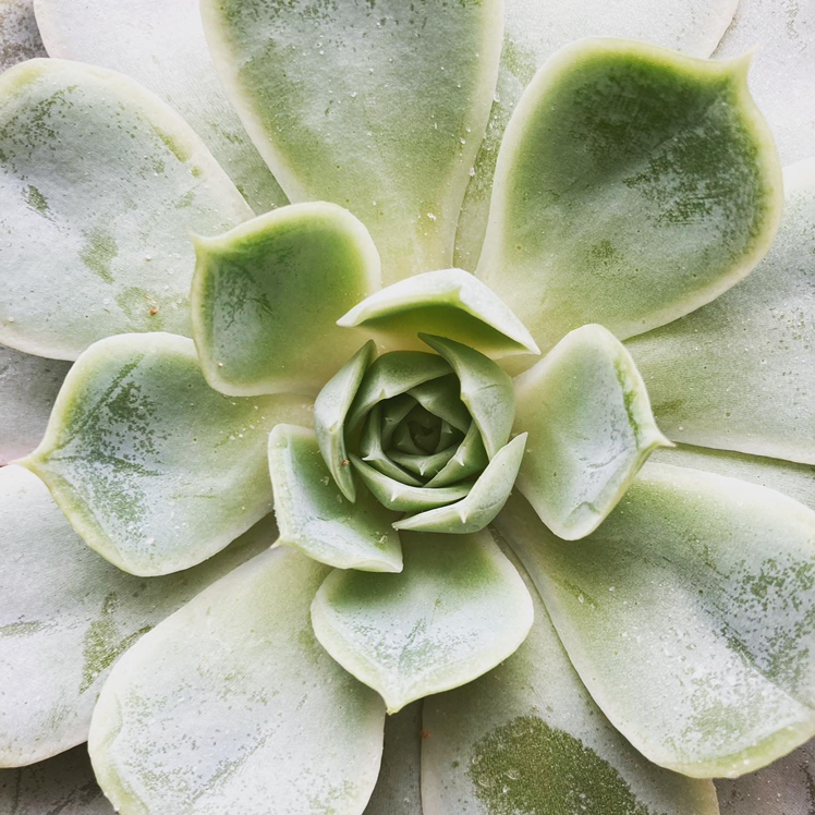 Photo of the plant species Echeveria Elegans by Chloe named Horrace on Greg, the plant care app