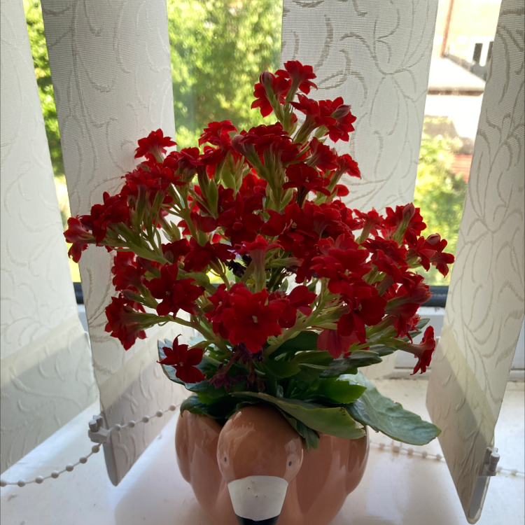 Florist Kalanchoe plant photo by Chloe named Flamingo on Greg, the plant care app.