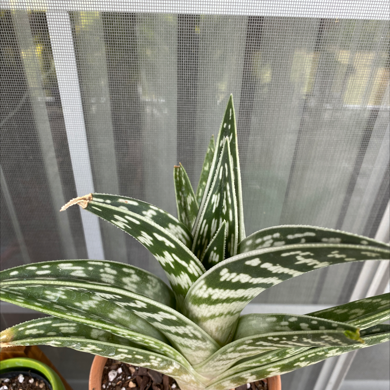 Photo of the plant species Tiger Aloe by Shannon named Mando on Greg, the plant care app