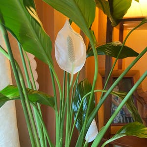 Peace Lily plant photo by @melaza named Lily on Greg, the plant care app.