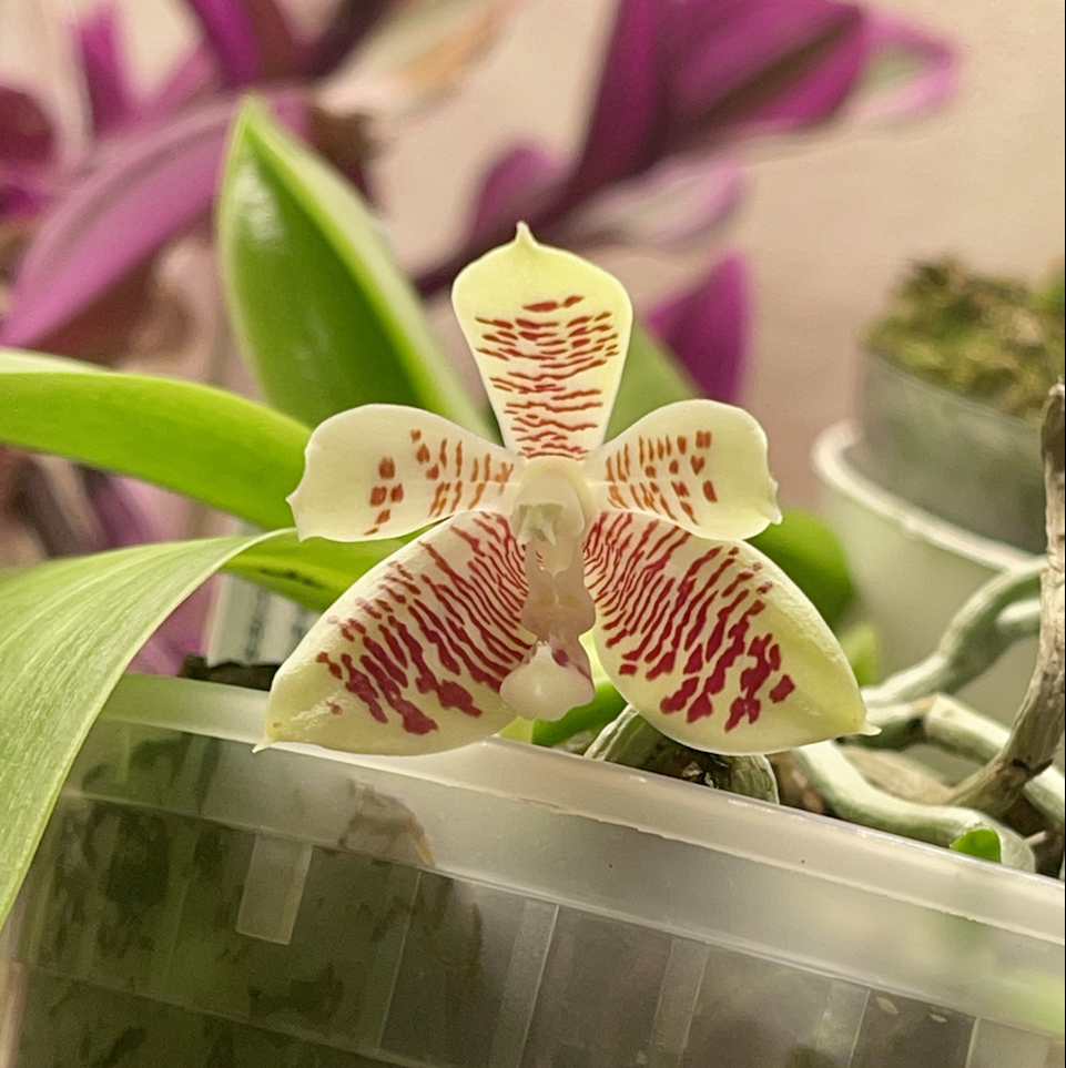 Photo of the plant species Chinese Character Phalaenopsis by @melaza named Lao Ma on Greg, the plant care app