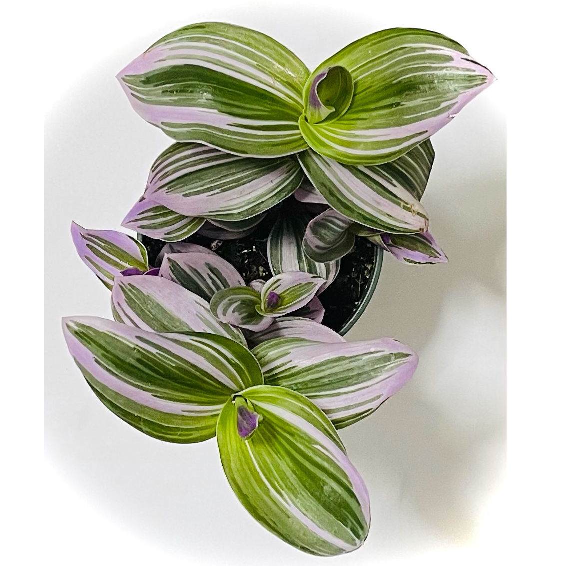 Tradescantia Nanouk plant photo by @melaza named Ill Nana on Greg, the plant care app.