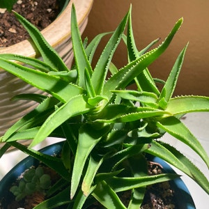 Aloiampelos Ciliaris plant photo by @melaza named Mama Aloe C. on Greg, the plant care app.