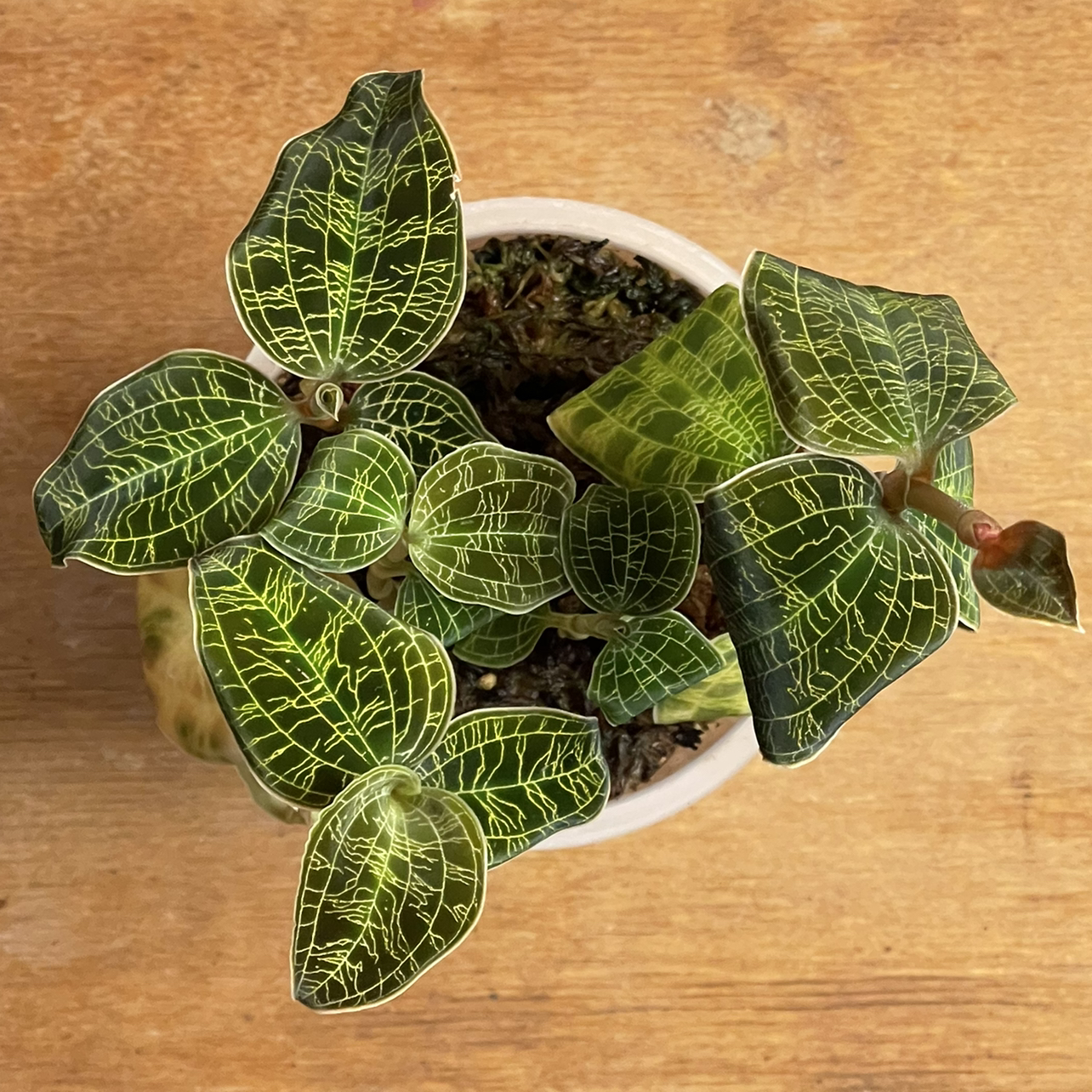 Lightning Bolt Jewel Orchid plant photo by @melaza named Macho on Greg, the plant care app.