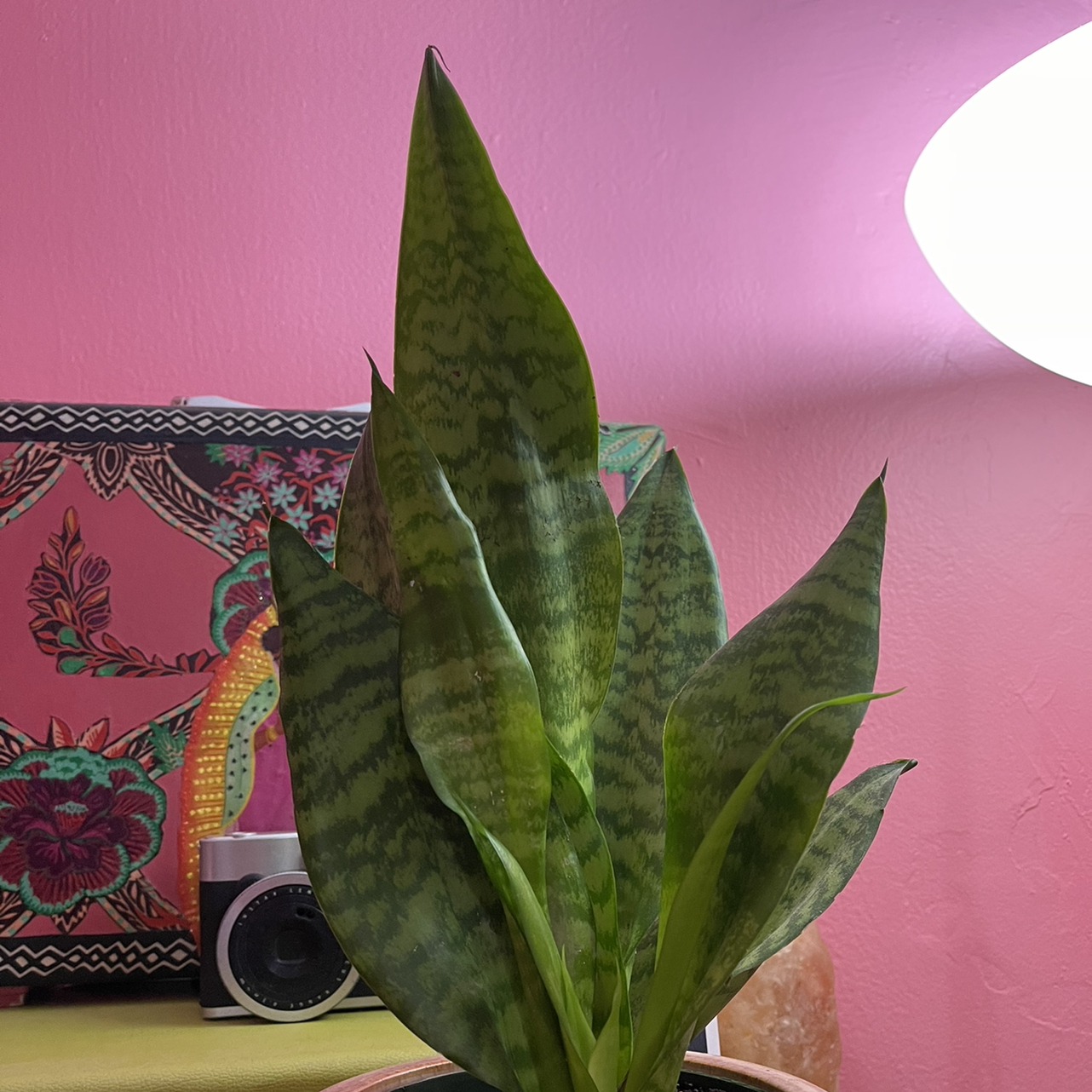 Zeylanica Snake Plant plant photo by @melaza named Zena on Greg, the plant care app.