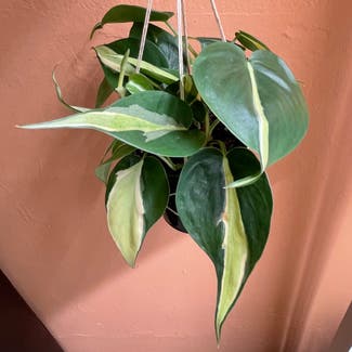 Silver Stripe Philodendron plant in New York, New York