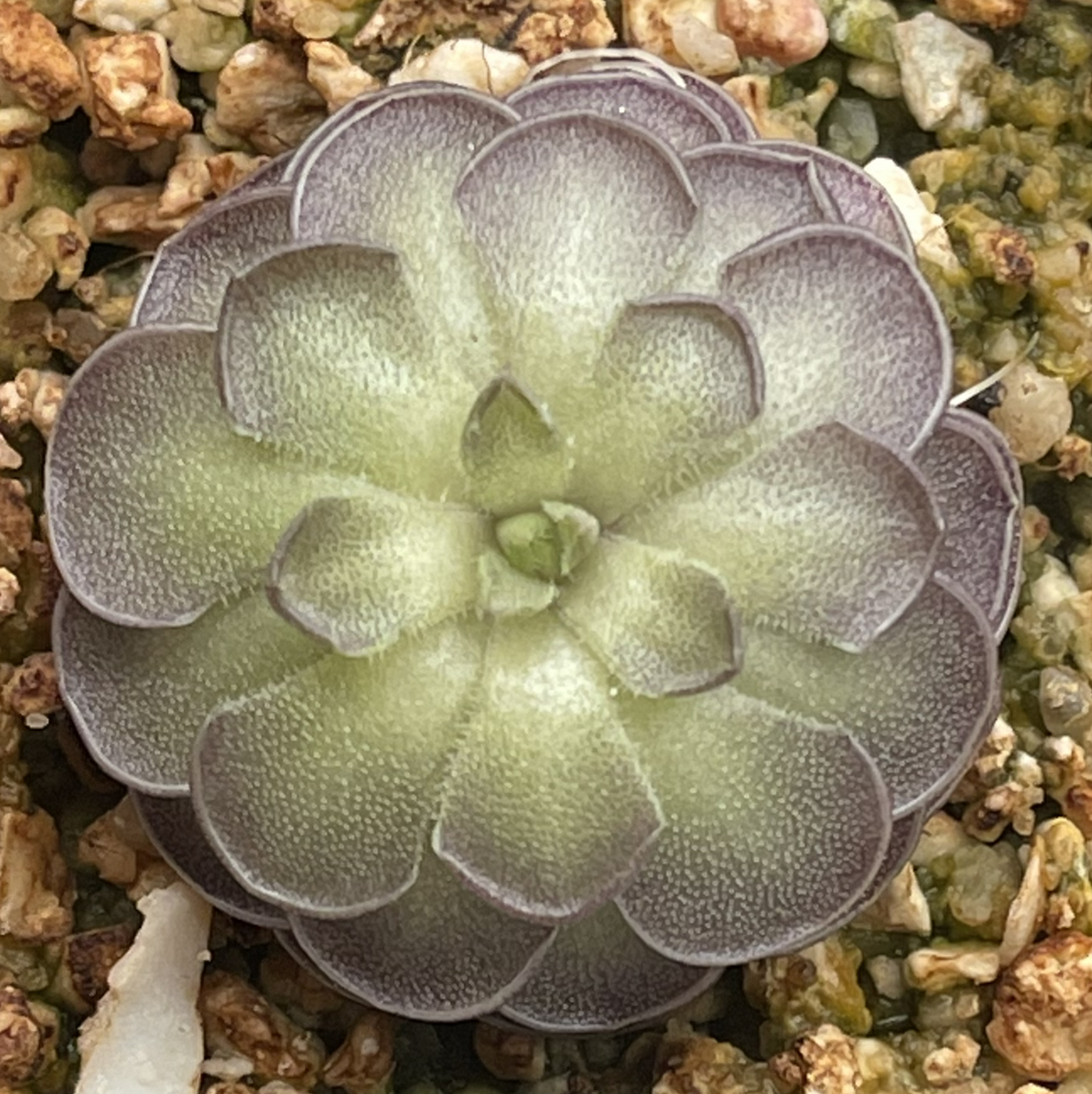 Pinguicula cyclosecta plant photo by @melaza named Cyclone on Greg, the plant care app.