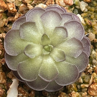 Pinguicula cyclosecta plant in New York, New York