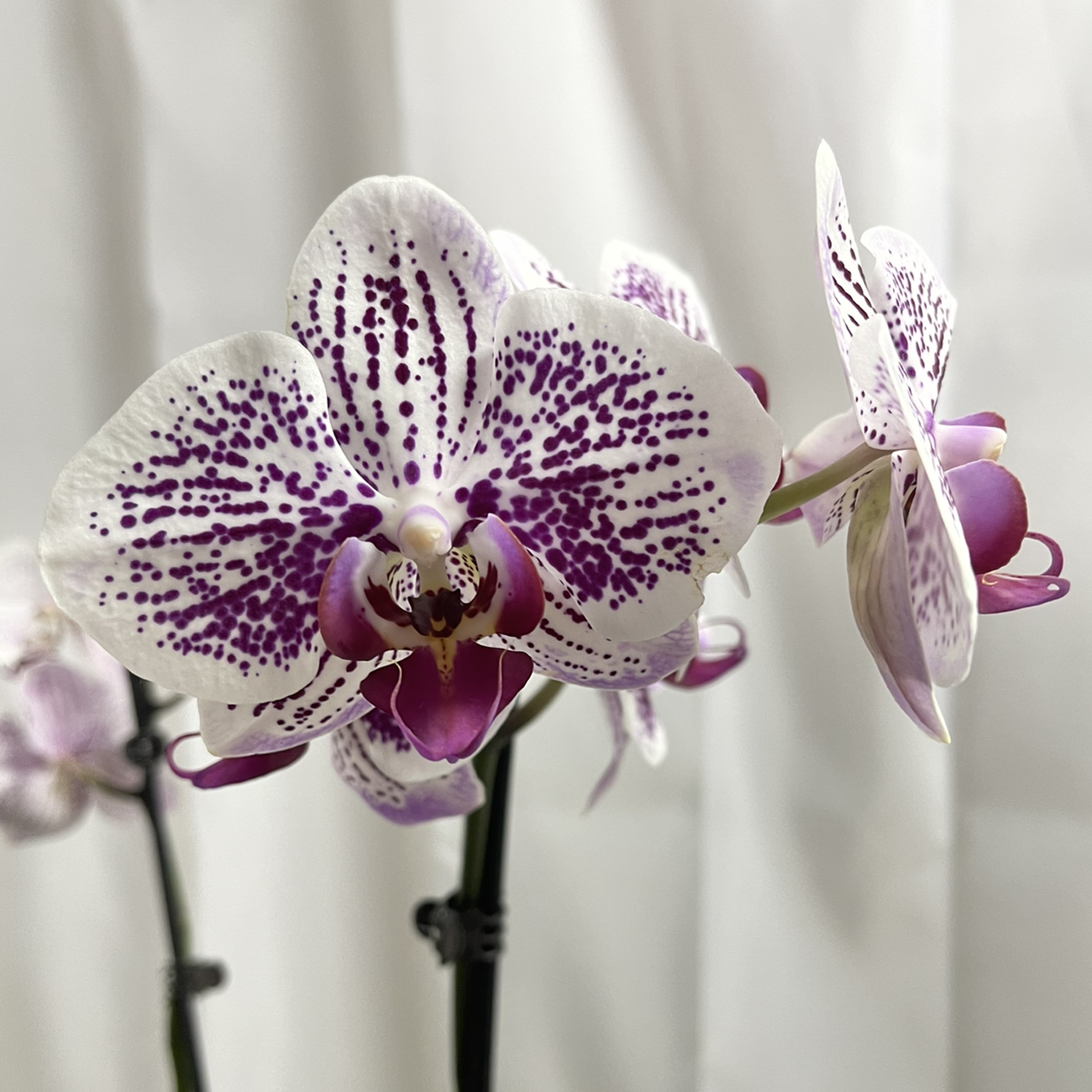 Phalaenopsis Orchid plant photo by @melaza named Cleo on Greg, the plant care app.
