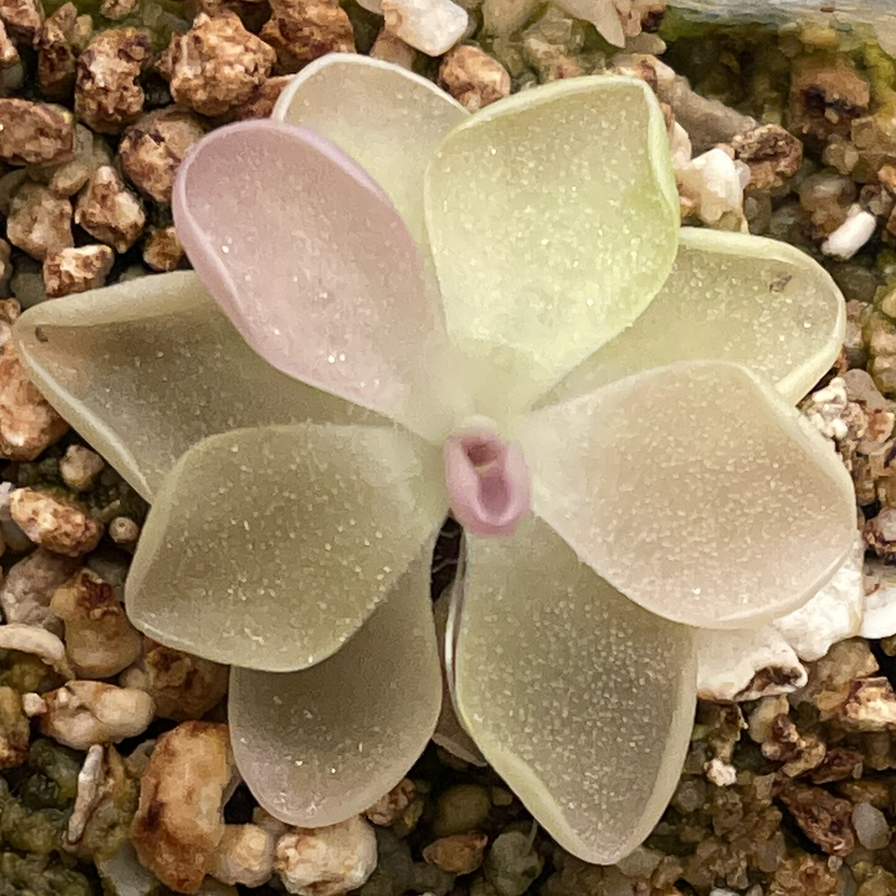 Mexican Butterwort plant photo by @melaza named Rosa on Greg, the plant care app.