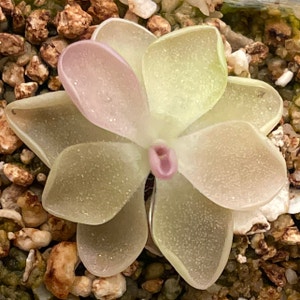 Mexican Butterwort plant photo by Melaza named Rosa on Greg, the plant care app.