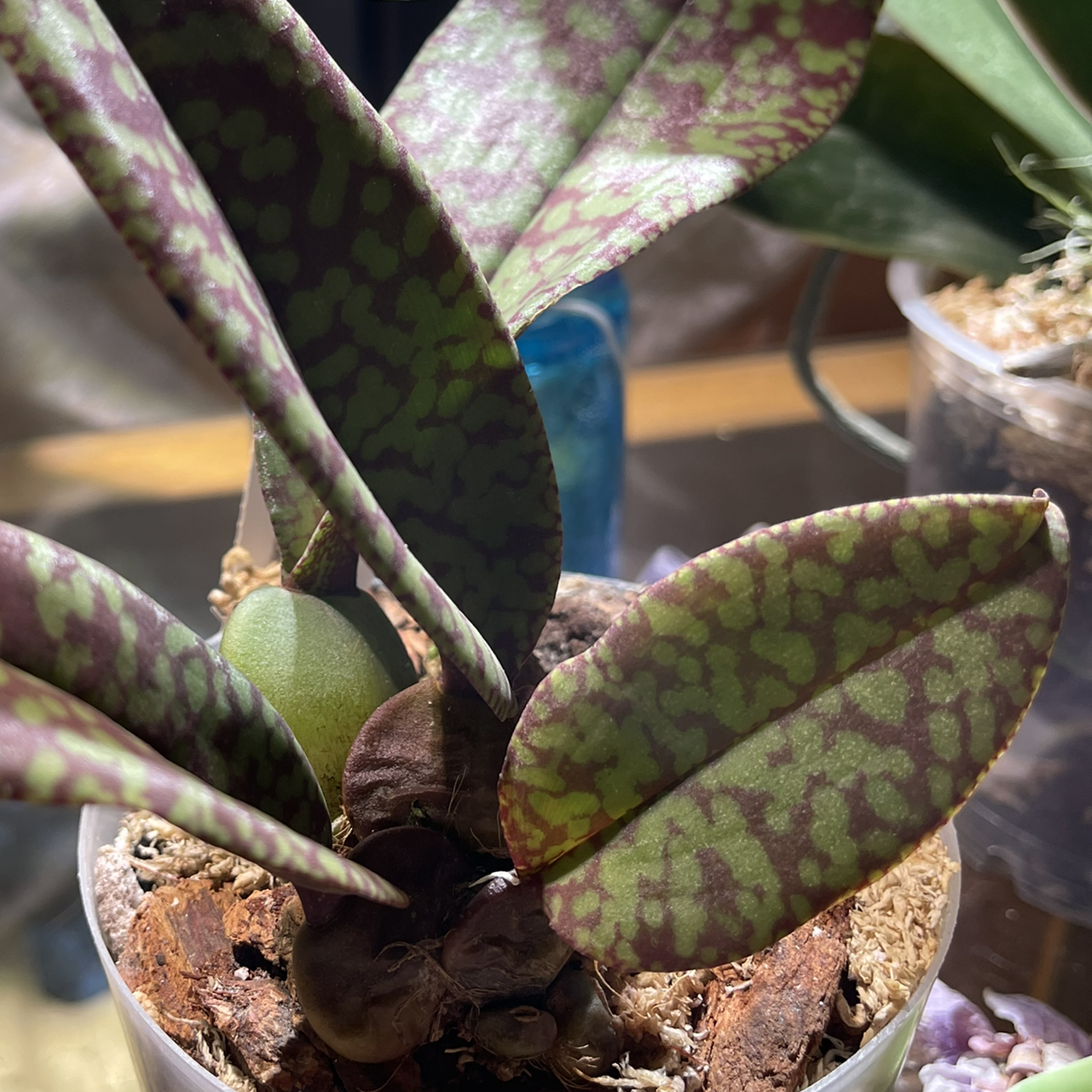 Photo of the plant species Psychopsis mendenhall 'Hildos' by @melaza named Psyche on Greg, the plant care app